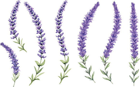 Watercolor purple lavender flowers and leaves collection. vector illustration