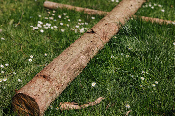 A log trunks on grass in the park. White flowers on grass