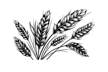 Wheat bread ears cereal crop sketch engraving style vector illustration. 