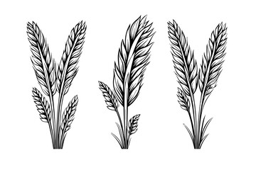 Set of wheat bread ears cereal crop sketch engraving style vector illustration. 