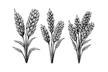 Set of wheat bread ears cereal crop sketch engraving style vector illustration. 