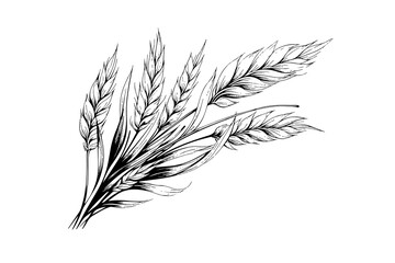 Wheat bread ears cereal crop sketch engraving style vector illustration. 