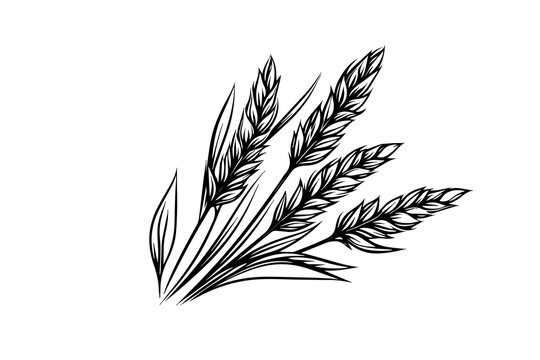 Wheat bread ears cereal crop sketch engraving style vector illustration. 