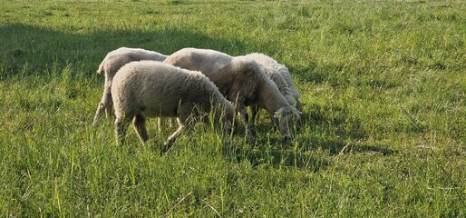 sheep on pasture eating grass with morning dew