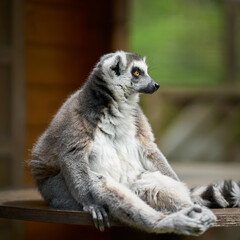 sitzender Katta, lemur catta in einem Tierpark in Gefangenschaft