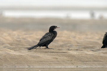 Little cormorant or Microcarbo niger observed in Gajoldaba in West Bengal, India