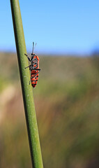 bug on a leaf
