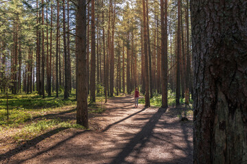 Woman walks through forest with high straight pine trees along wide path at summer sunny day