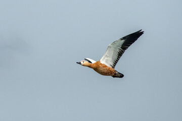 Ruddy shelduck or Tadorna ferruginea observed in Gajoldaba in Weset Bengal,India