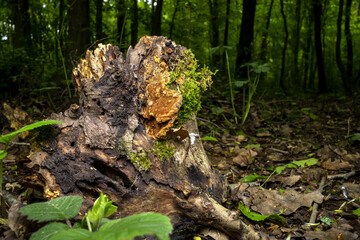 wide angle close up of a Hairy curtain crust fungus ( Stereum hirsutum ) on a tree trunk