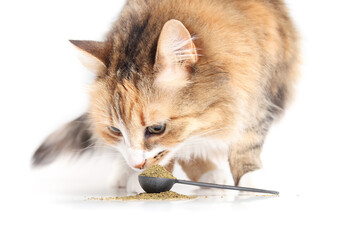 Cute cat with supplement powder in spoon. Fluffy calico kitty sniffing on ground powder made of kelp for digestive tract issues. Supplements for cats and dogs. Selective focus. White background.