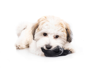 Naklejka na ściany i meble Cute puppy with sock in mouth. Small white puppy dog chewing, eating or playing with sock. Bad habit or unwanted behavior. 16 weeks old female Havanese dog, White with orange. Selective focus.