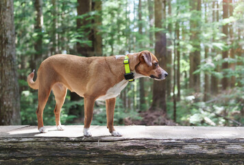 Dog with gps tracker in forest. Scent hound looking intense and hyper focused at something. Outdoor...