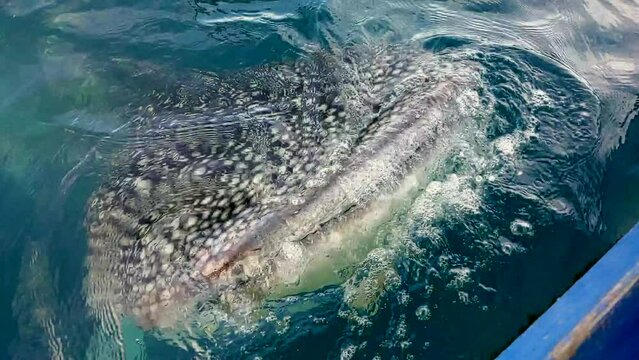 cinematic shot of a whale shark, rhincodon typus emerging on the coastal surface near the fishing village to get food given by surrounding fisherman.