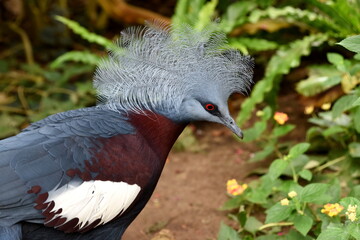 Tierporträt Krontaube