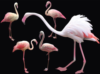 five pink flamingo group isolated on black