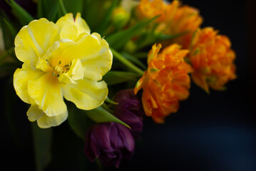 Yellow and orange tulips on black background