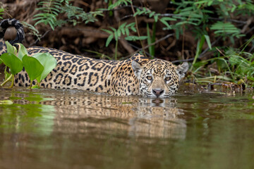 Fototapeta na wymiar Jaguar in the Pantanal