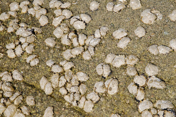 Huitre, Ostrea edulis