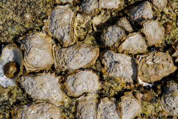 Huitre, Ostrea edulis