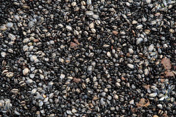 Moule, Mytilus edulis