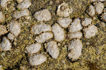 Huitre, Ostrea edulis