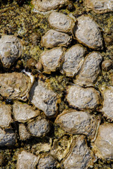 Huitre, Ostrea edulis