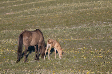 Wild Horse Mare and Foal in the Pryor Mountains Montana in Summer
