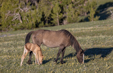 Wild Horse Mare and Foal in the Pryor Mountains Montana in Summer