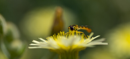 Detail of a small hoverfly (Syrphidae) perched on a yellow dandelion flower