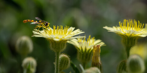 Detail of a small hoverfly (Syrphidae) perched on a yellow dandelion flower