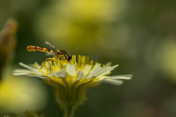 Detail of a small hoverfly (Syrphidae) perched on a yellow dandelion flower