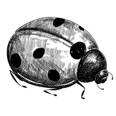 Sketch ladybug on white background, vintage animal illustration. © Ann Lou
