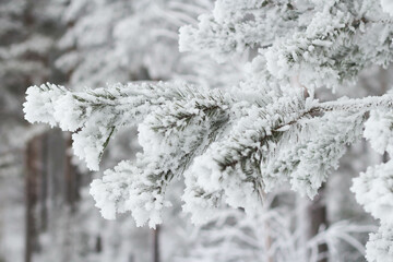 Spruce branches in the snow