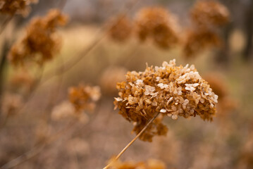 Abstract floral background of dried hydrangea. Early Spring.