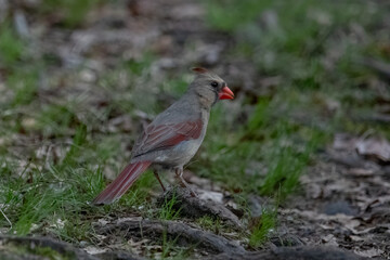 Female northern cardinal on ground.