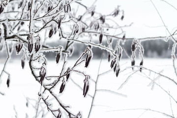 Branches of a tree in the snow