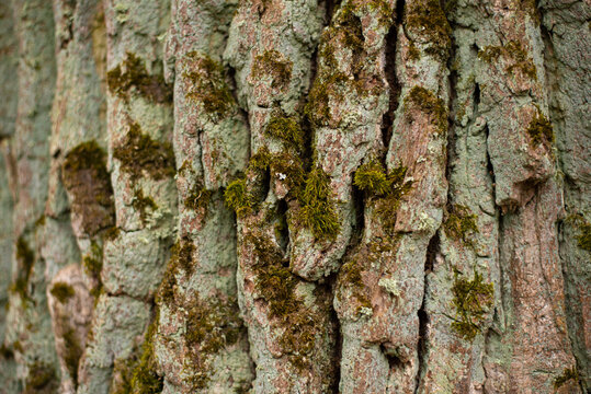 Stock macro photo of the texture of tree bark. Useful for layer masks or abstract backgrounds.