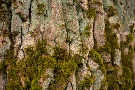 Stock macro photo of the texture of tree bark. Useful for layer masks or abstract backgrounds.