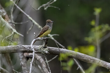 Great Crested Flycatcher on tree branch.