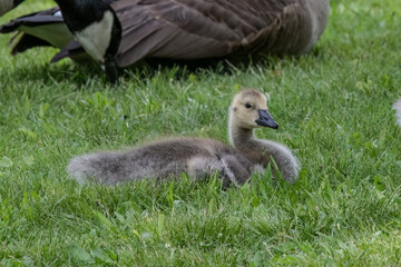 A canada goose gosling with adult in background.
