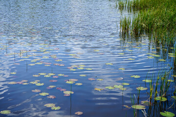 View of a blue coloured lake with lily pads
