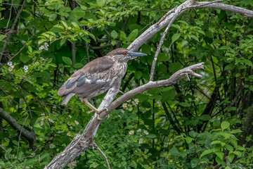 Juvenile Black-crowned Night Heron on tree branch.