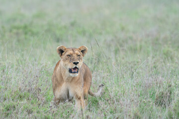Lions hides in the tall grass, watching prey as they hunt - Serengeti National Park