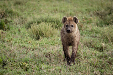 Fototapeta premium Hyena grazes and prowls through the grassy plain of Serengeti National Park