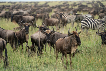 Fototapeta na wymiar Huge herd of wildebeests, in selective focus - Serengeti National Park Tanzania