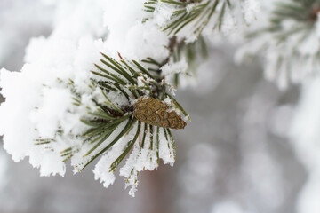 Snow covered pine branch. Winter