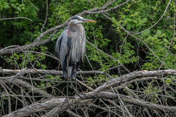 Great blue heron perching on tree branches.