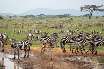 Fototapeta na wymiar Very muddy, cute baby zebra stands in a dirt track. Serengeti National Park