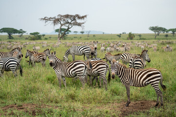 Obraz premium Zebras pause from grazing and eating to stare at the camera - Serengeti National Park